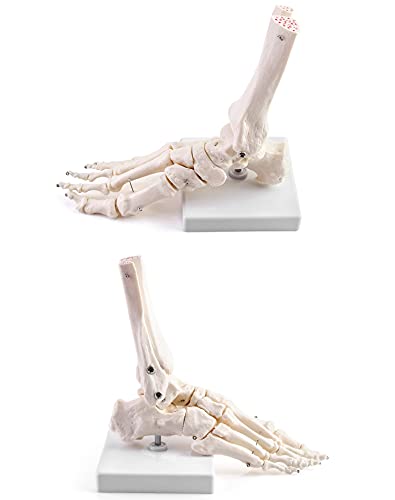 QWORK Human Ankle Model, Life-Size Medical Anatomy Foot Skeleton Model for Medical Study & Science Classroom 1pcs