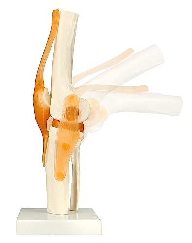 QWORK Life-Size Human Knee Joint Model Skeleton Anatomy for Medical Learning and Teaching (30.5 cm Height)