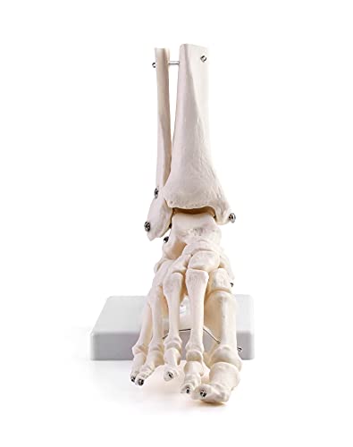 QWORK Human Ankle Model, Life-Size Medical Anatomy Foot Skeleton Model for Medical Study & Science Classroom 1pcs