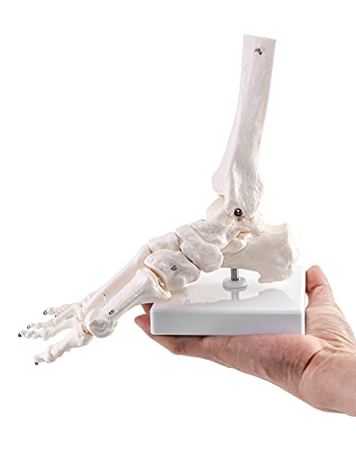 QWORK Human Ankle Model, Life-Size Medical Anatomy Foot Skeleton Model for Medical Study & Science Classroom 1pcs