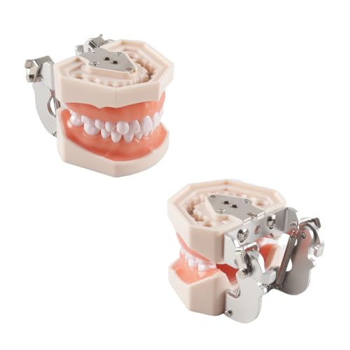 Dental Typodont Teeth Model 28 Pieces Replacement Teeth for Dentist Practice Training Dentists Students