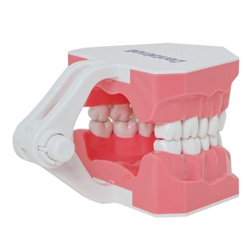 Toothbrush Model Teeth Typodont Pattern Visible Anatomy Demonstration Teaching Standard Size 1 Piece