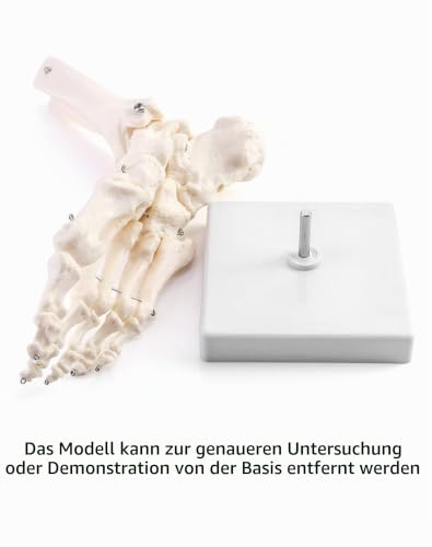 QWORK Human Ankle Model, Life-Size Medical Anatomy Foot Skeleton Model for Medical Study & Science Classroom 1pcs