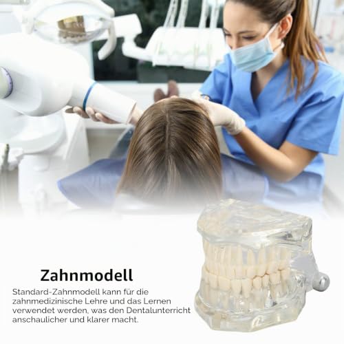 Dental Oral Typodont, Learning Tooth Model with Clear Structure, Standard Dental Dental Model, Dental Model Compatible with Dentists, Teachers and Students