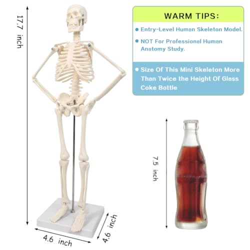 45 cm high human skeleton model for anatomy, human body model, full body with movable arms, leg bone structures, whole spine ribs of the skeleton model are integrated