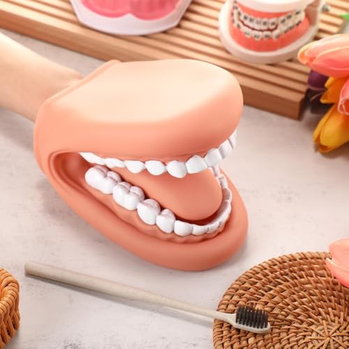 Dental Model Dental Model, Hand Puppet, Teeth Mouth Model with Toothbrush, Demonstration Anatomical Tooth Model for Dental Teaching or Oral Care