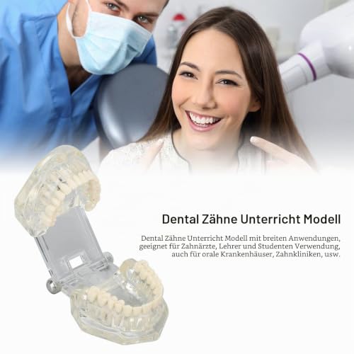 Dental Oral Typodont, Learning Tooth Model with Clear Structure, Standard Dental Dental Model, Dental Model Compatible with Dentists, Teachers and Students