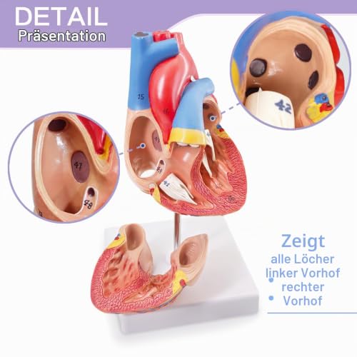 Human Heart Model Life Size Medical Heart Model for Anatomy, 2 Part Heart Models Anatomy