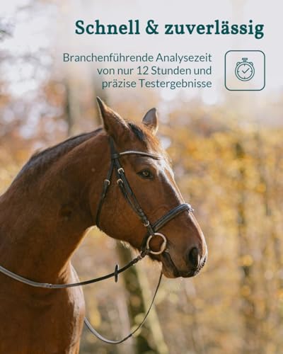 vetevo Horse Plus Worm Test - Band, Lung Worms & Egg Counting - 10 Tests | Also captures roundworms, strongylides & liver gel, result in 24 hours, faeces sample from home