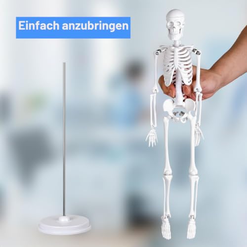 Mini Human Skeleton Model, 45 cm Large Small Human Skeleton Model, Movable Arms for Medical Teaching, Education, Display