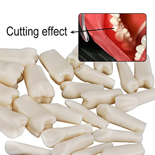 Dental Simulator Manikin Phantom Head for Exercises, Training, Study, Typodont Models with Removable Teeth (28 Teeth)
