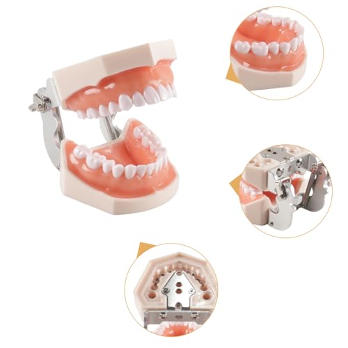 Dental Typodont Teeth Model 28 Pieces Replacement Teeth for Dentist Practice Training Dentists Students
