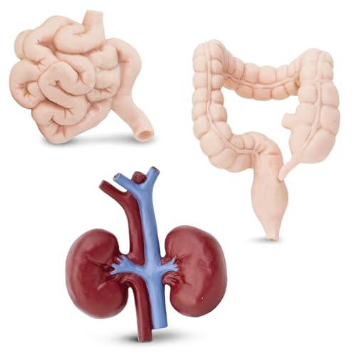 Human Organs