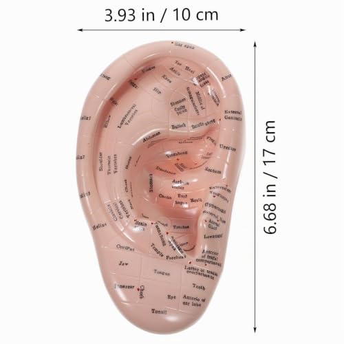 17cm Ear Acupuncture Point Display Model, Soft PVC Ear Acupuncture Point Model for Study of Ear Anatomy and Laboratory Use