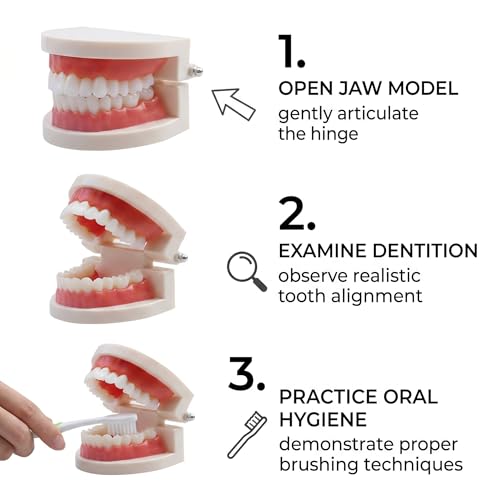 Teeth Model, Dental Care Model, Demonstration Dental Model, Adult Simulation Teeth Model Display, Standard Dental Study Model, for Dental Teaching or Oral Care, Pack of 1