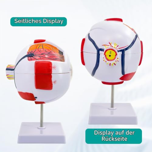 Eye Anatomy Model, 6X Enlarged Eyeball Model, Human Eye Anatomical Model for Science Education Study Display Medical Eye Model