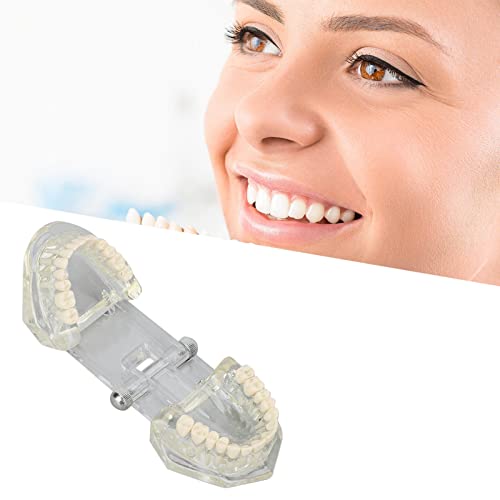 Dental Oral Typodont, Learning Tooth Model with Clear Structure, Standard Dental Dental Model, Dental Model Compatible with Dentists, Teachers and Students