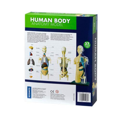 Thames & Kosmos 260830 Human Body Anatomy Model Toy, Multi