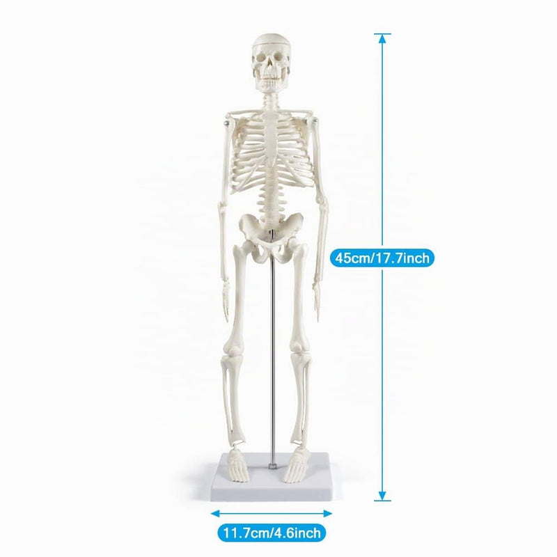 Human Skeleton Model for Anatomy, 45 cm Small Human Skeleton Model with Movable Arms and Legs, Science Model for Study Modern