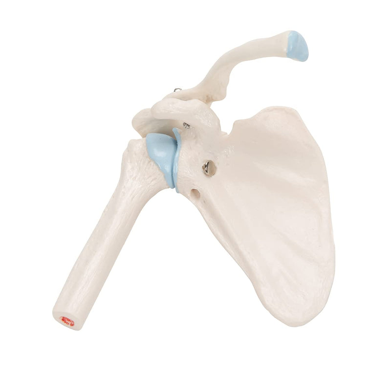 3B Scientific A86/1 Mini Cross Section Shoulder Joint + Free Anatomy Software "3B Smart Anatomy" Mini shoulder joint