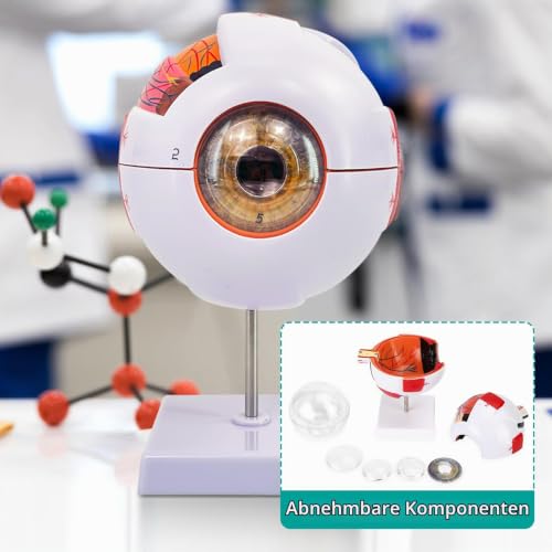 Eye Anatomy Model, 6X Enlarged Eyeball Model, Human Eye Anatomical Model for Science Education Study Display Medical Eye Model
