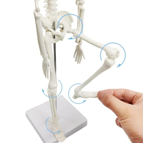 45 cm high human skeleton model for anatomy, human body model, full body with movable arms, leg bone structures, whole spine ribs of the skeleton model are integrated