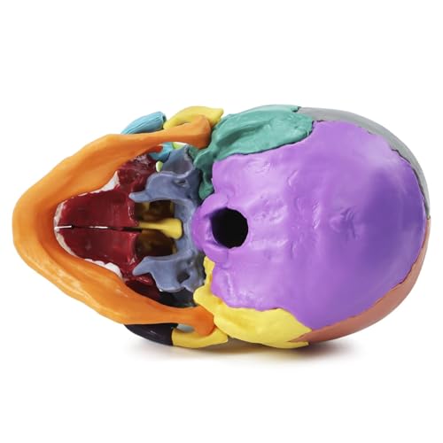 QWORK Coloured Skull Model 15 Pieces for Anatomy Lessons, Detailed Colour Display Allows Quick Identification