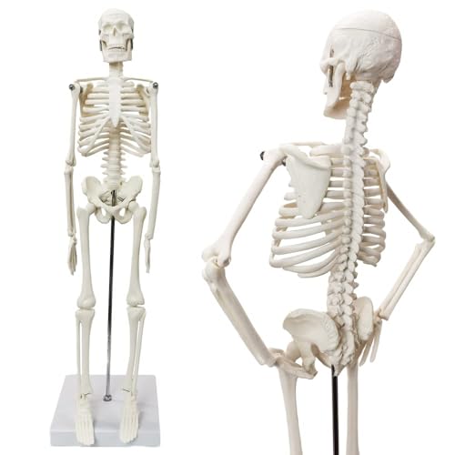 45 cm high human skeleton model for anatomy, human body model, full body with movable arms, leg bone structures, whole spine ribs of the skeleton model are integrated