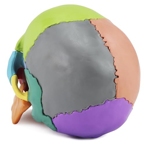 QWORK Coloured Skull Model 15 Pieces for Anatomy Lessons, Detailed Colour Display Allows Quick Identification