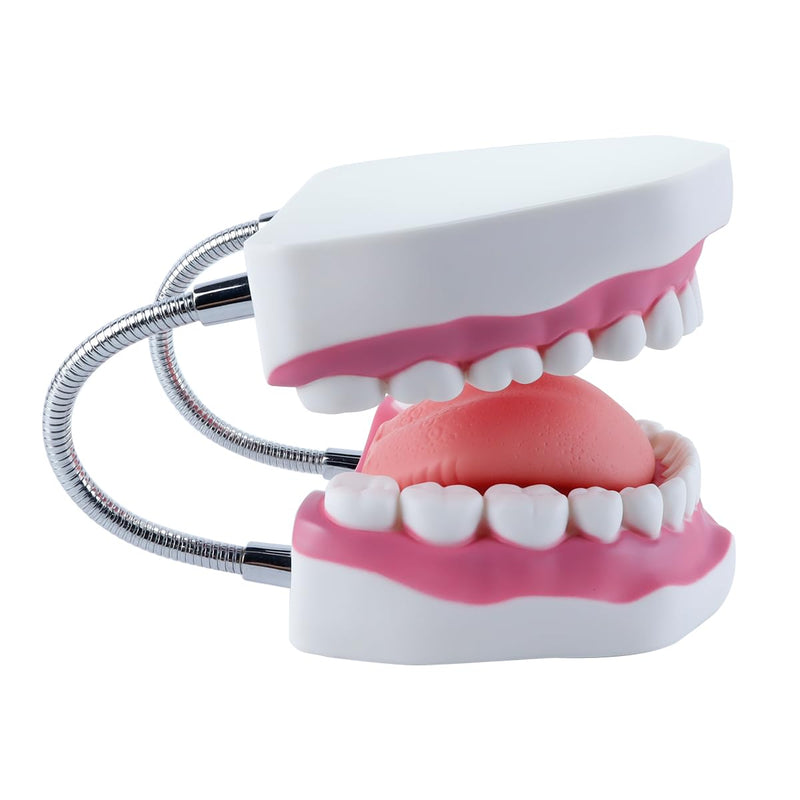 6 Times Larger Dental Model with Moving Tongue, Bendable Stand, Realistic Colours for Dental Education, Practical Treatment