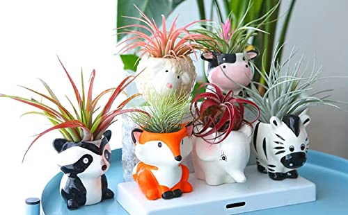 Melphoe Succulent Tools and Ceramic Succulent Pots