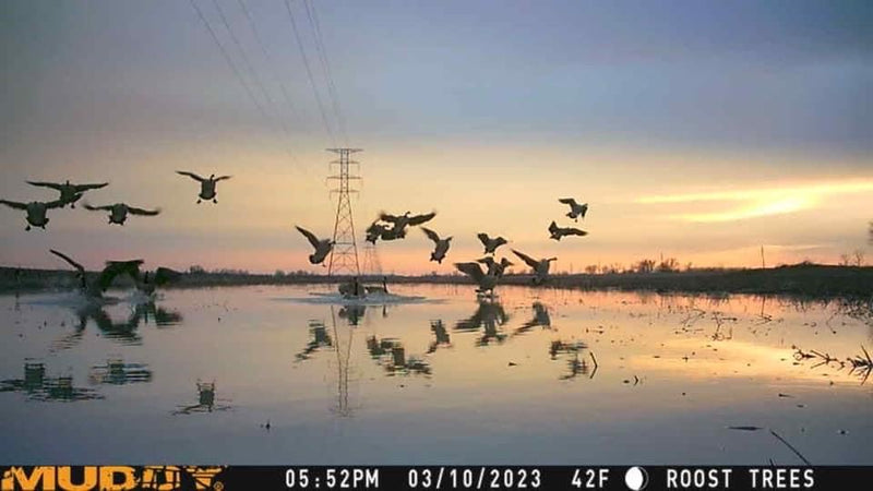 Muddy Matrix 36MP Imaging Cellular Trail Camera with On Demand Photo, Dual Network, and 80-Feet Detection Range (Mud) One Size
