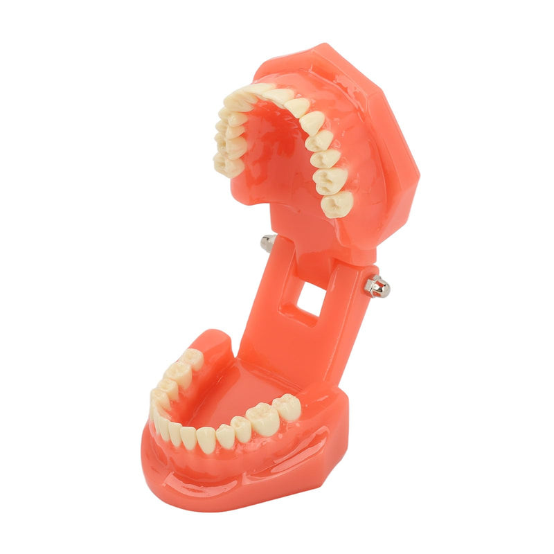 Dental Model Dentist, Acrylic Teeth Dental Demonstration Model, Expandable by 180° Anatomical Dental Model for Dental Teaching or Oral Care