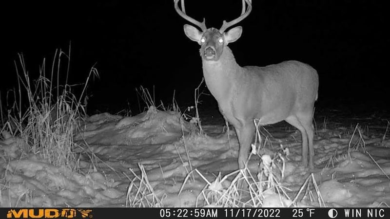 Muddy Matrix 36MP Imaging Cellular Trail Camera with On Demand Photo, Dual Network, and 80-Feet Detection Range (Mud) One Size
