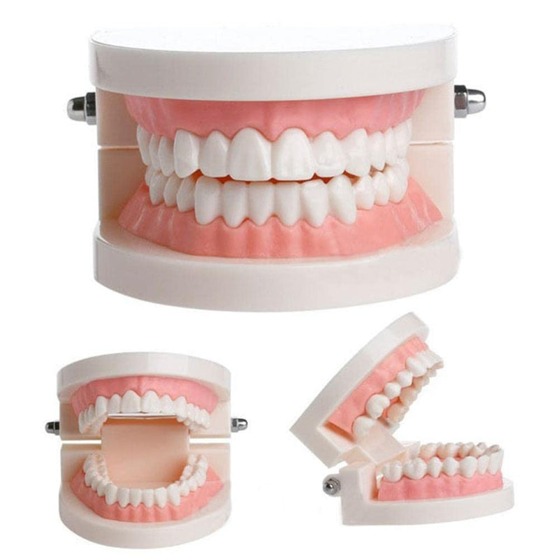 Wangcl Teeth Dental Demonstration Model Dental Model Anatomical for Dental Teaching or Oral Care tamaño para niños