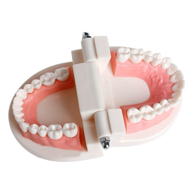 Wangcl Teeth Dental Demonstration Model Dental Model Anatomical for Dental Teaching or Oral Care tamaño para niños