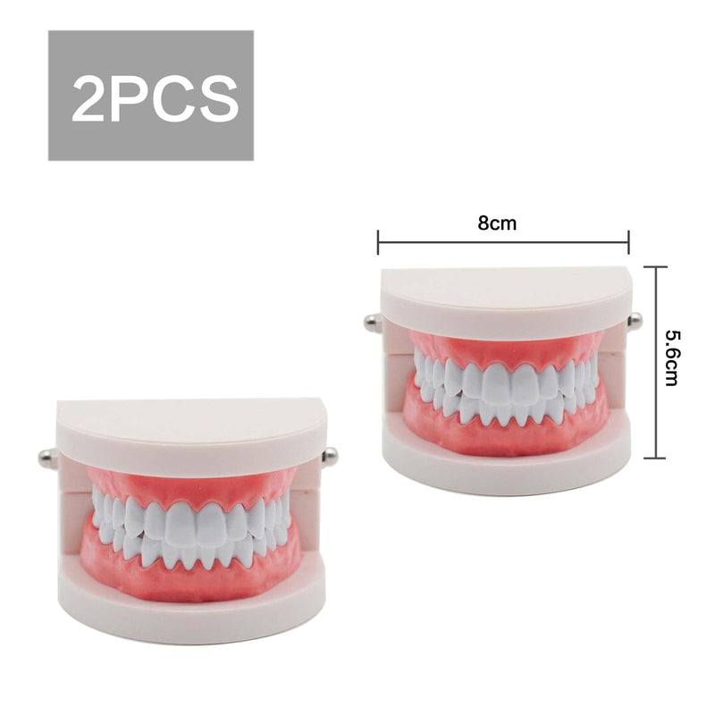 Dentist Model, 2 Educational Models + 2 Plastic Toothbrushes Dental Training Models PVC Teeth Demonstration Teaching Children Teeth Brush