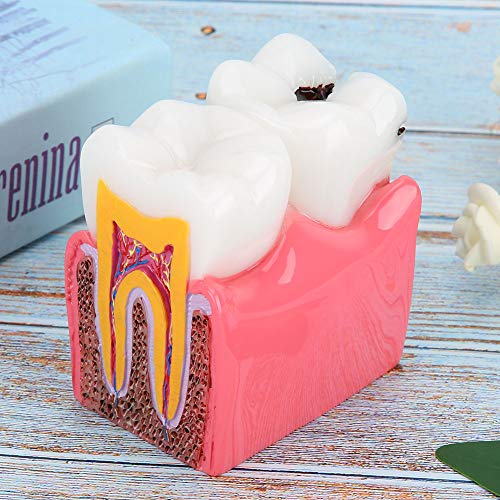 Dental Anatomy Model Resin Dental Lab Oral Care Model