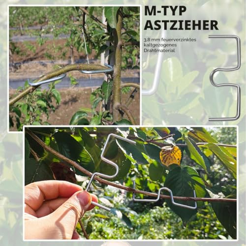 Pack of 30 Branch Pullers/Branch Separators for Fruit Trees | 15 Plastic Branch Clips/Fruit Branch Spreaders, 15 M-Shaped Branch Spreaders/Branch Spreaders for Garden Trees, Branch Bending Tool for Shaping