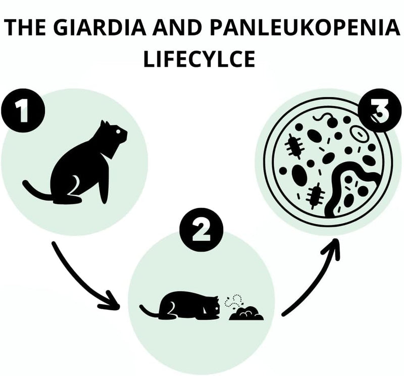 2 x AccuDoctor Test for Cats Giardia Lamblia Ag + FPV Panleukopenia Felina Chair Pet Diarrhoea Medium Fastest Invisible Cat Rapid Test for Giardia Giardia Giardia Worms Worm