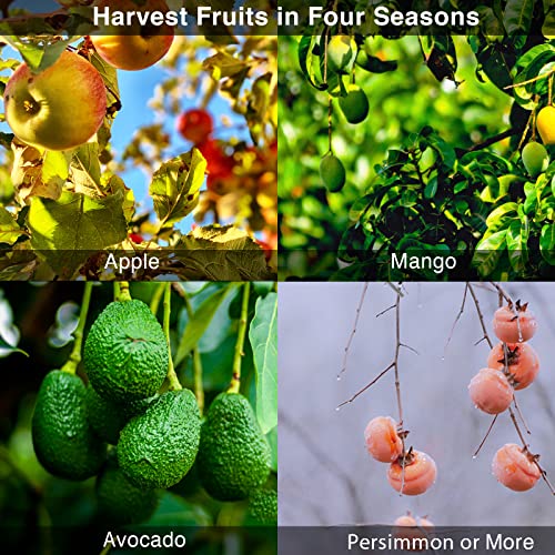 DonSail DnSail Fruit Picker Pole Tool with Basket Telescoping - Adjustable Mango Picker 35-68 inch Long Handle - Apple Orange Avocado Acorn Lemon Pear Pomelo Chery Picker for Tree 35-68"