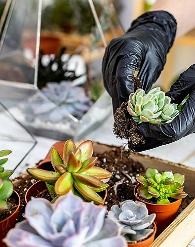 Succulent Tools and Plastic Succulent Pots