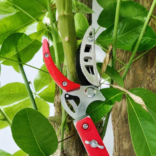 Extendable Tree Pruner and Fruit Picker for Garden Harvesting -