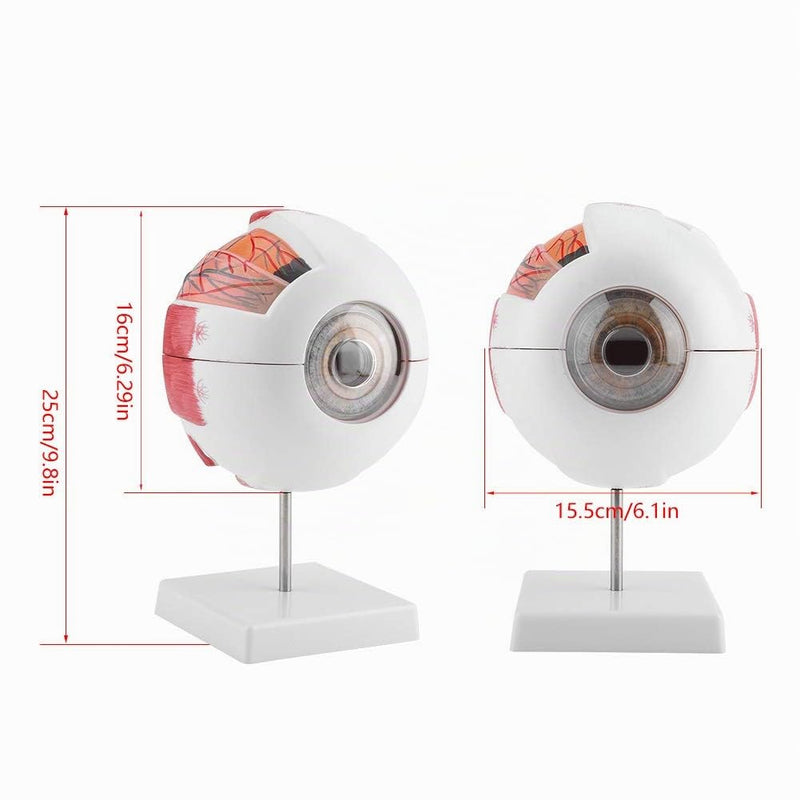 Eye Model Anatomy 6X Magnification, Human Eye Model Removable | Medical Teaching Model for Biology Teaching & Medical Studies