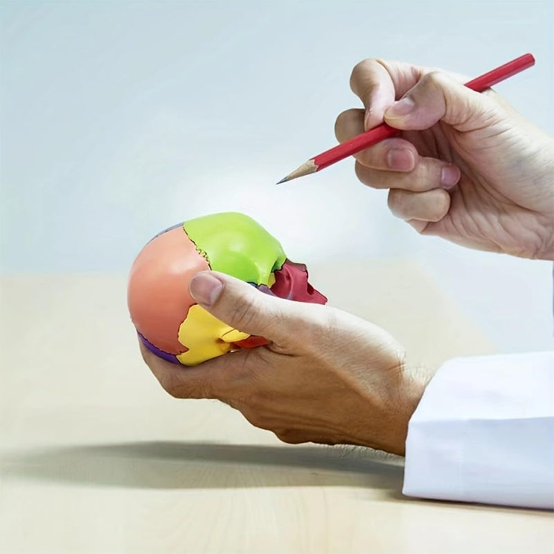 Mini Anatomical Skull Model with Marking - Didactic Skull Model | Precise skull model, 12 x 8.5 x 12 cm, removable, color-coded, for medicine, teaching colored