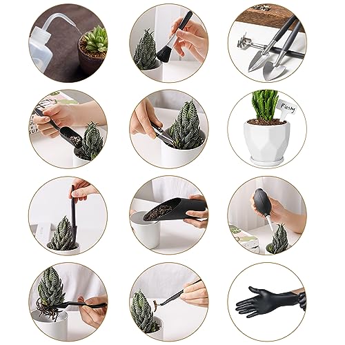 Melphoe Succulent Tools and Ceramic Succulent Pots