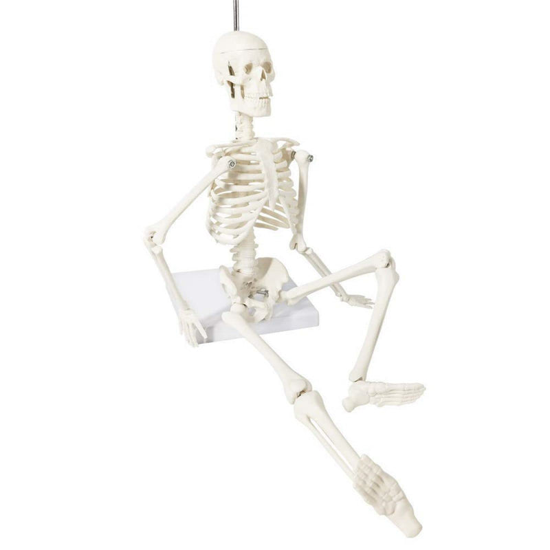 Mini Human Anatomy Full Body Skeleton Model, 17.7"/45 cm | EVOTECH SCIENTIFIC Modelo Anatómico De Esqueleto Humano, Adecuado Para El Aprendizaje De Anatomía, Demostración Didáctica 45CM (17.7")