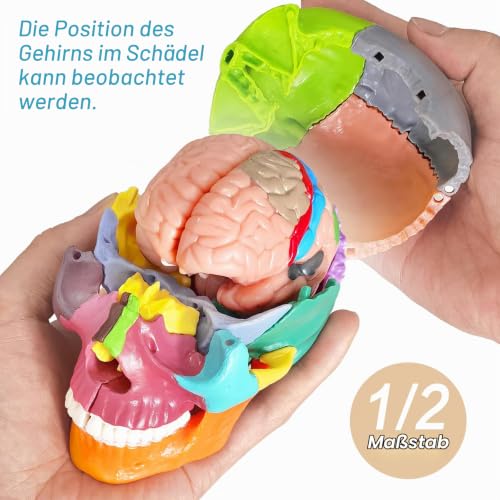 Human Skull with Brain Anatomy Model, 1:2 Half Life Size | EVOTECH SCIENTIFIC Detachable skull anatomy model, suitable for anatomy studies, education and teaching purposes, 20 pieces mini skull model with brain