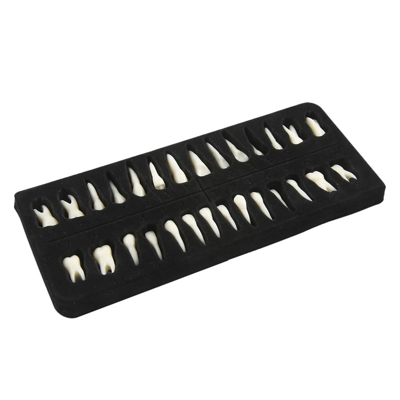Tooth Model, 1:1 Adult Tooth Model, Permanent Teeth Demonstration Kit | 28 black teeth, 1:1 tooth model made of high-quality resin. Ideal for dental students & teaching. Includes storage box