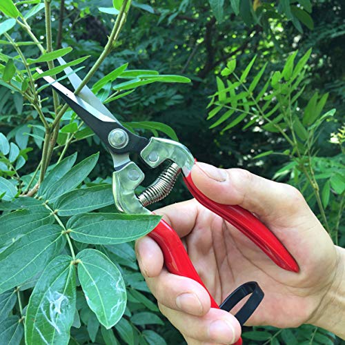 gonicc 8" Professional Sharp Bypass Pruning Shears(GPPS-1002) and Micro-Tip Pruning Snip (GPPS-1008), Tree Trimmers Secateurs,Hand Pruner, Garden Shears,Clippers for The Garden.
